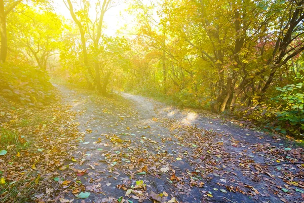 Zonnige herfst bos — Stockfoto