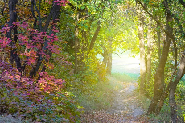 Tunnel forestier d'automne — Photo