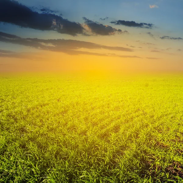 Green field at the evening — Stock Photo, Image