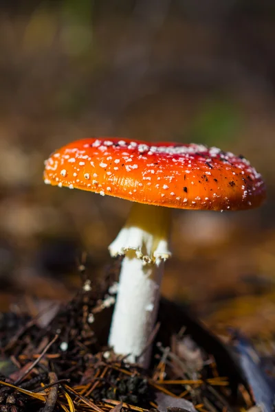 Flyagarique rouge dans une forêt — Photo