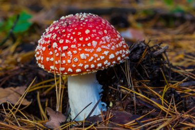 tatlı kırmızı flyagaric mantar