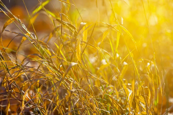 Suché trávy v paprscích slunce — Stock fotografie