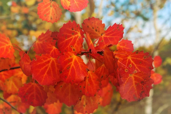 Closeup red aspen branch — Stock Photo, Image