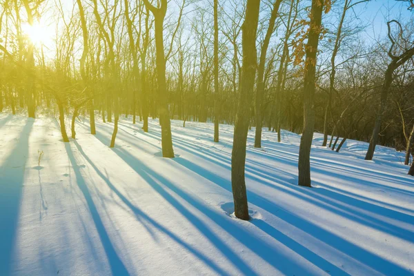 Floresta de inverno no dia brilhante — Fotografia de Stock