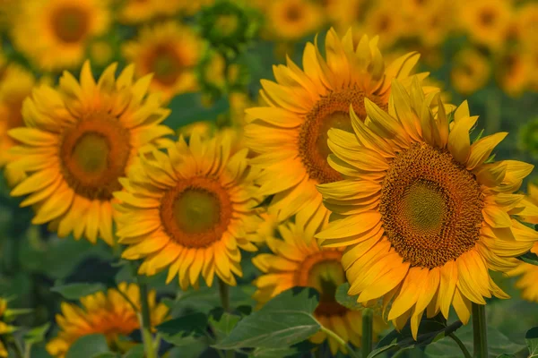 Beautiful closeup sunflowers — Stock Photo, Image