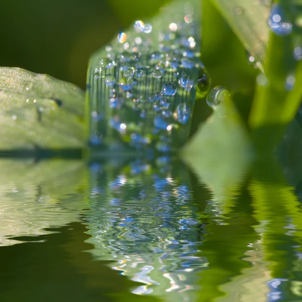 Leaf in a drops reflected in a water — Stock Photo, Image
