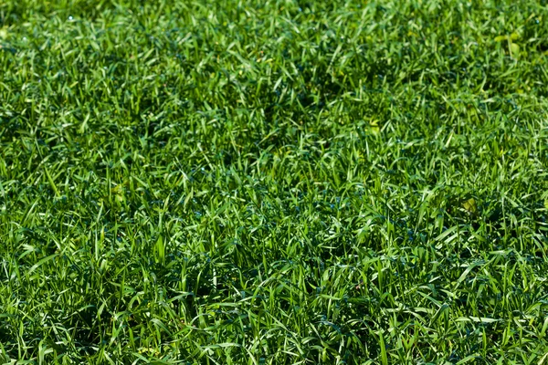 Closeup green grass background — Stock Photo, Image