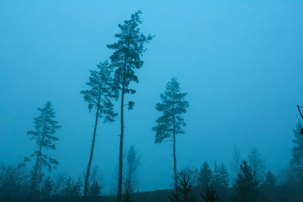 Pine bomen in een nevel — Stockfoto