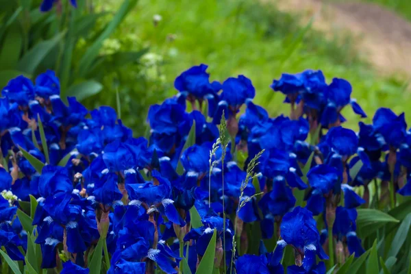 Closeup blue flowers — Stock Photo, Image