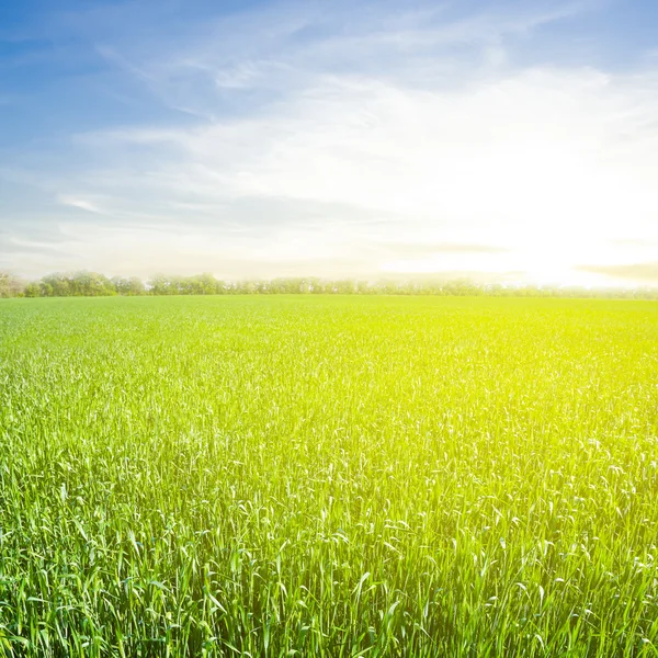 Sunrise over a green fields — Stock Photo, Image