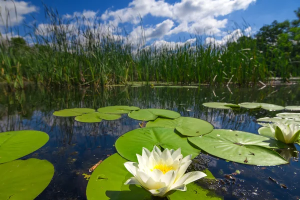 Lirio de agua blanca en un lago — Foto de Stock