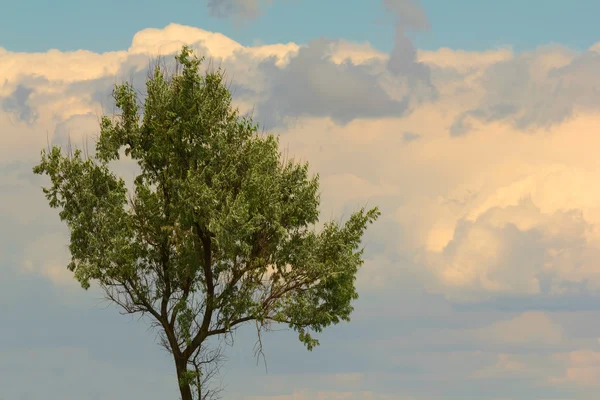 蓝天背景上的绿树 — 图库照片
