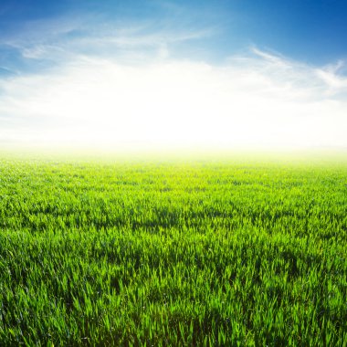 sabah erkenden, yeşil alan