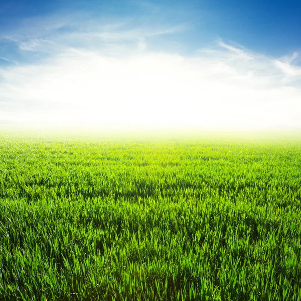 Green field at the early morning — Stock Photo, Image