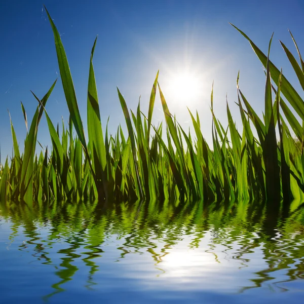 Brotes verdes reflejados en un agua — Foto de Stock