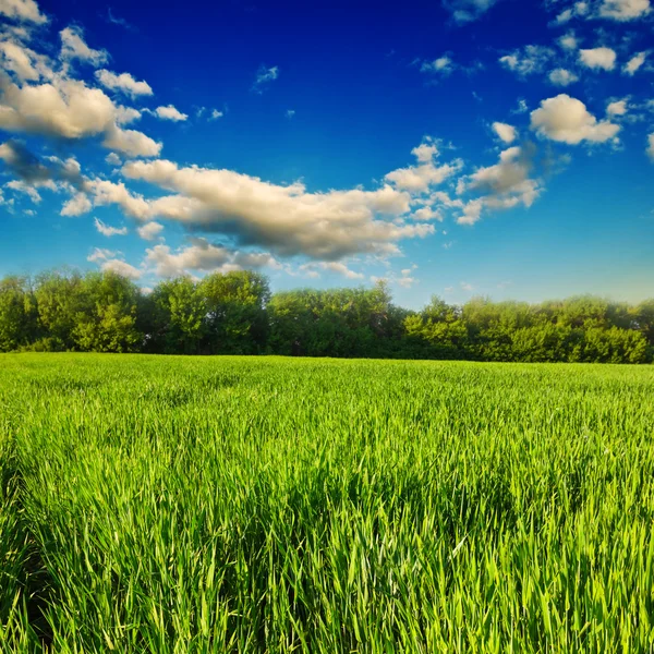Green field scene — Stock Photo, Image