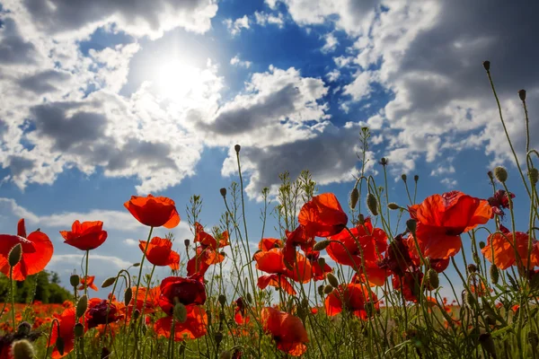 Beautiful red poppy on a blue sky background — Stock Photo, Image