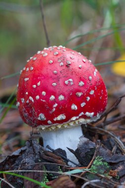 tatlı kırmızı flyagaric mantar