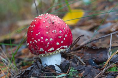 bir ormandaki kırmızı flyagaric