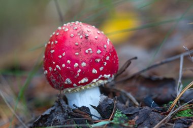 tatlı kırmızı flyagaric mantar