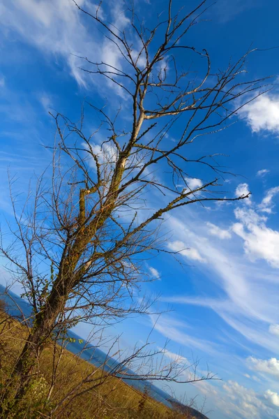 A sztyeppei száraz fa — Stock Fotó