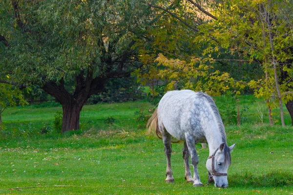 Cavalo branco em um pasto verde — Fotografia de Stock