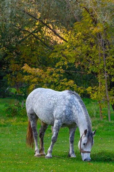 Белая лошадь на пастбище — стоковое фото