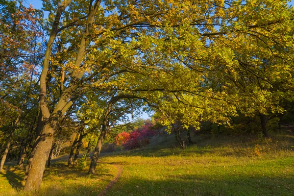 Bosque rojo otoño —  Fotos de Stock