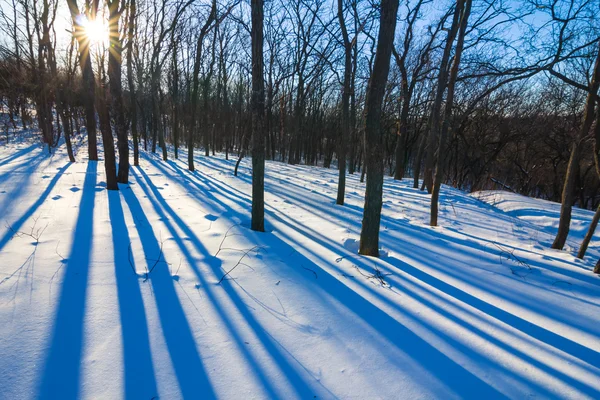 Iarna pădure scenă — Fotografie, imagine de stoc