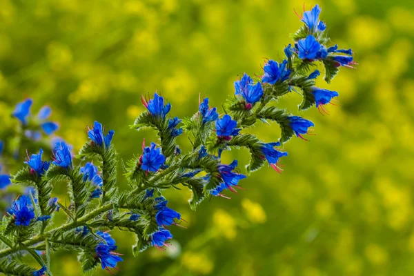 Närbild blå blomma — Stockfoto