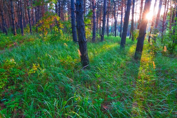 Večerní lesní scéna — Stock fotografie