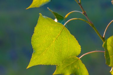 Closeup ağaç dalı