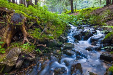 Bir dağ ormandaki küçük brook