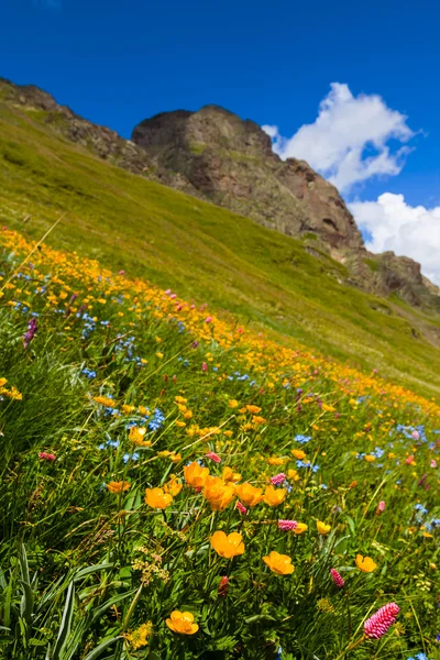 Svahu Mount vztahuje květiny — Stock fotografie