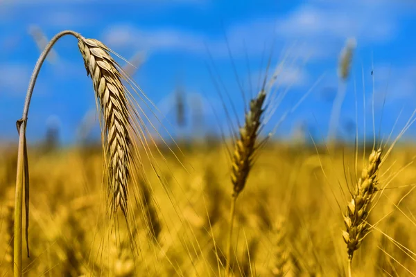 Closeup wheat ear — Stock Photo, Image
