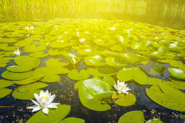 Lirios de agua en un rayo de sol —  Fotos de Stock