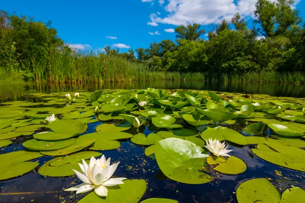 Flusslandschaft im Sommer — Stockfoto