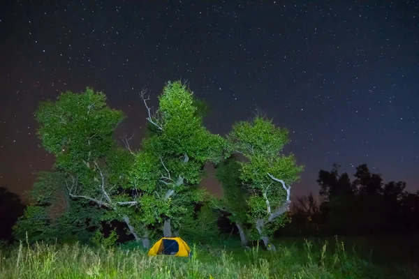 Cena da floresta noturna — Fotografia de Stock