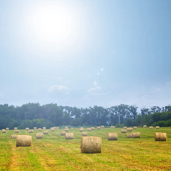 Campo de trigo después de una cosecha — Foto de Stock