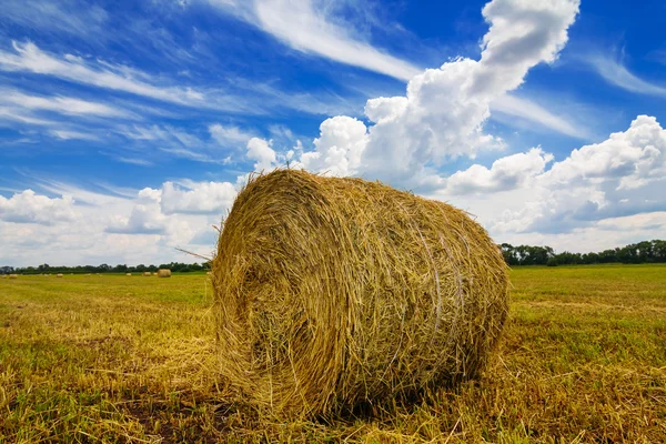 Escena de campo de trigo — Foto de Stock