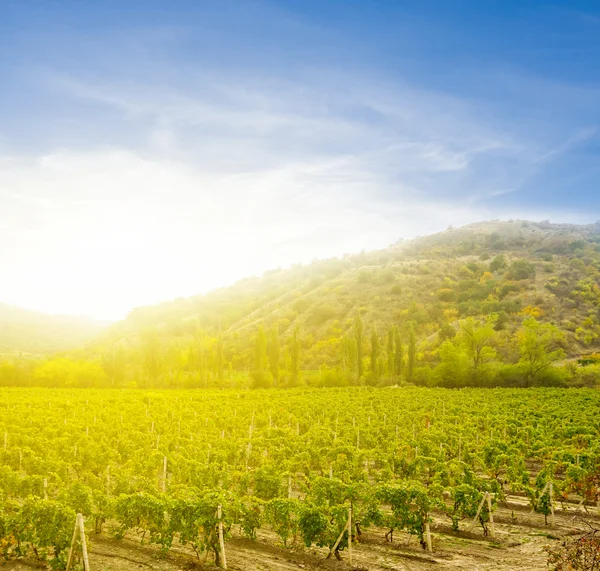 Vineyard on a hills — Stock Photo, Image