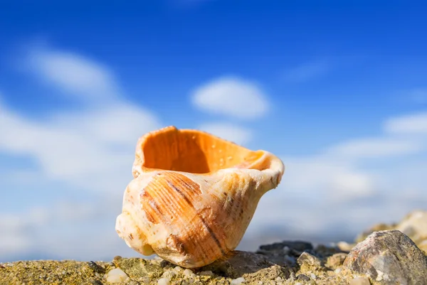 Coquille marine rapprochée — Photo