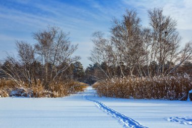 Güzel Kış Ormanı