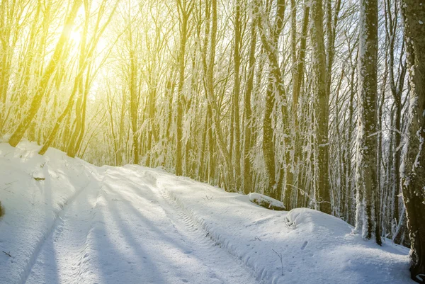 冬天山毛榉森林在阳光灿烂的日子 — 图库照片
