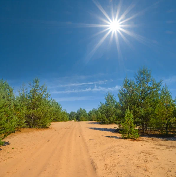 Summer sandy desert — Stock Photo, Image