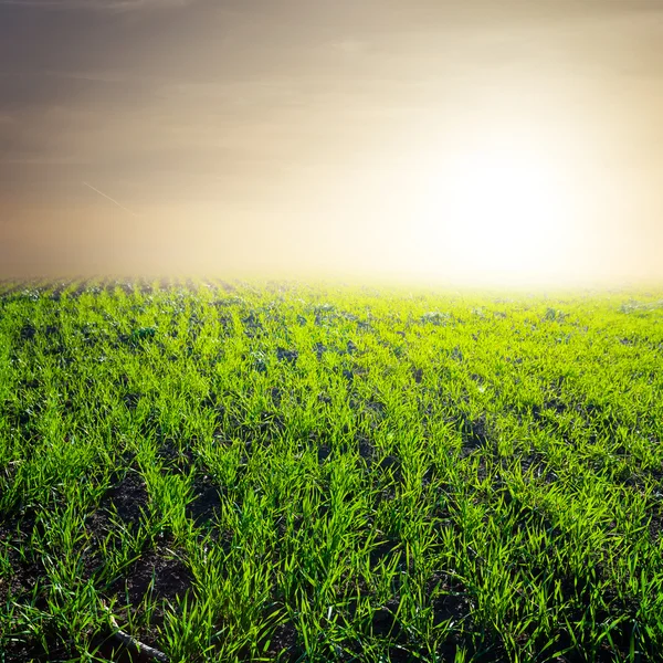 Campo verde al mattino presto — Foto Stock