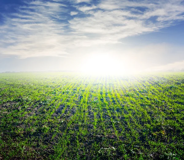 Grüne Felder Morgenszene — Stockfoto