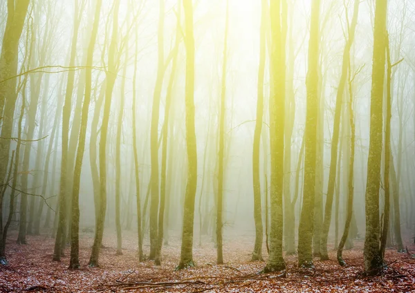 Autunno foresta nebbiosa — Foto Stock