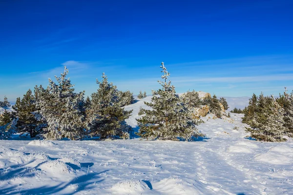 積雪の冬の森 — ストック写真