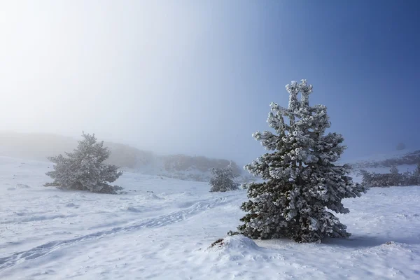 Pianura invernale con abeti — Foto Stock